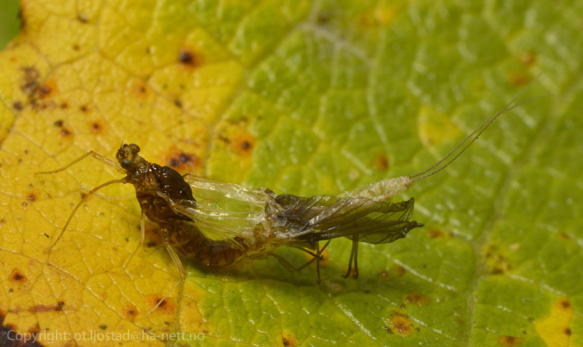 A male Baetis mayfly moulting into an adult imago