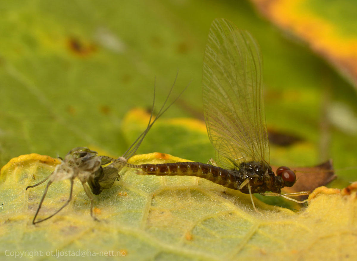An Ephemerella or Leptophlebia female mayfly metamorphing to imago spinner