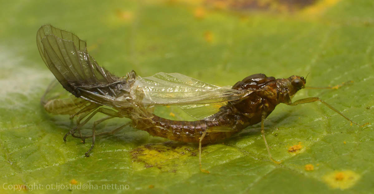 An Ephemerella or Leptophlebia female mayfly metamorphose