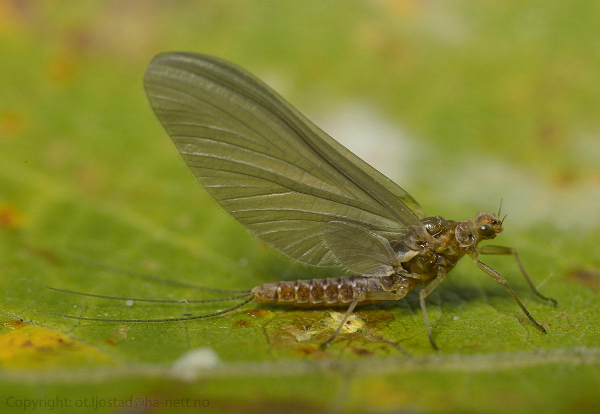 Ephemerella or Leptophlebia may fly