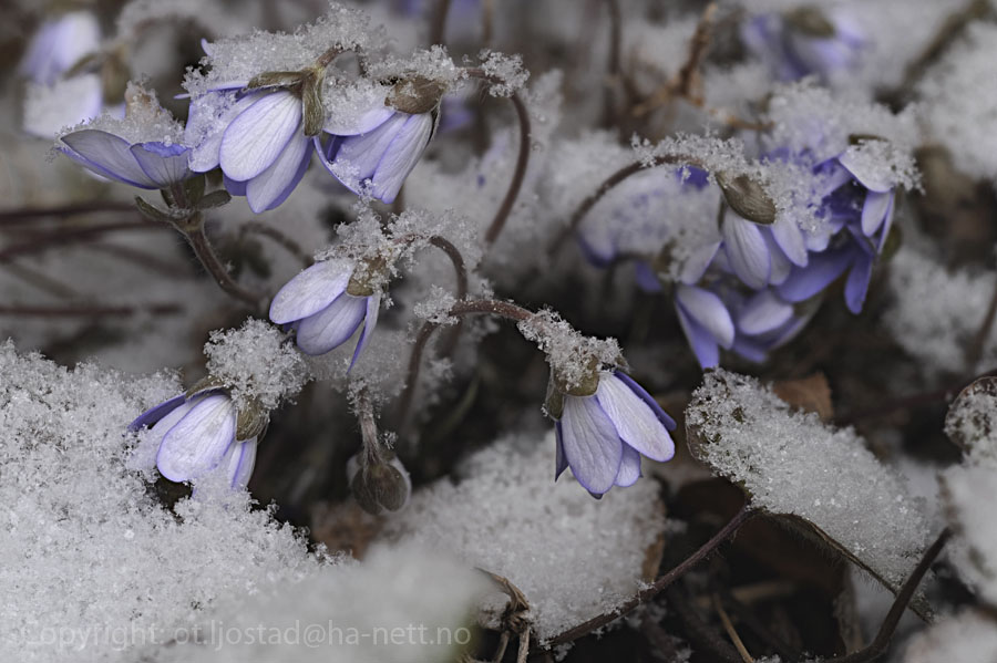 Blåveis med snø (Hepatica nobilis)
