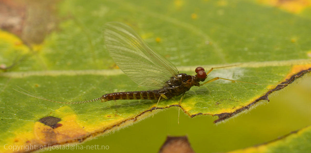 An Ephemerella or Leptophlebia female mayfly